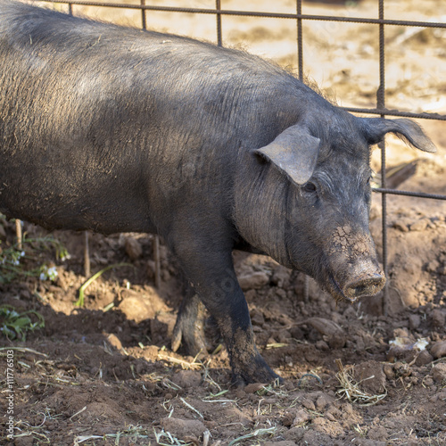 Young muddy Black Iberian pig beside metal fence. Organic livestock