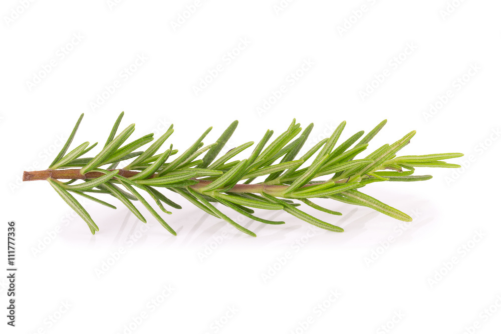 rosemary isolated on white background