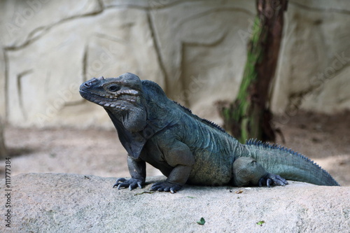Horned Iguana 2