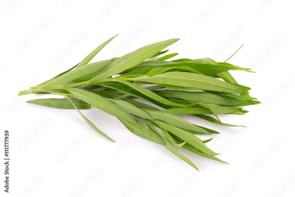 Tarragon herbs close up isolated on white Tarragon herbs close up isolated on white