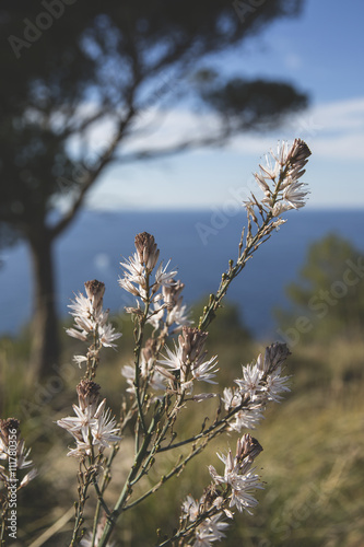 Blumen, Blüten am Strand