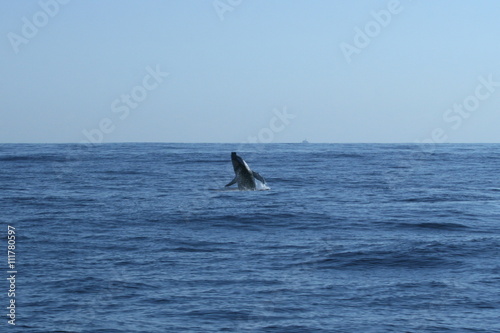 Baleine Ile de la Réunion