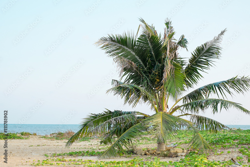 Fototapeta premium coconut tree on blue sky