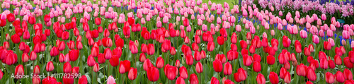 Red and pink tulips background.