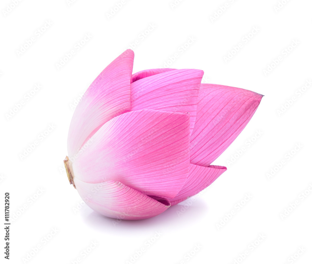 Lotus flower isolate on white background