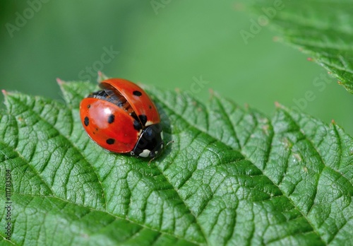 Ladybug with wings partially open, landing on a leaf