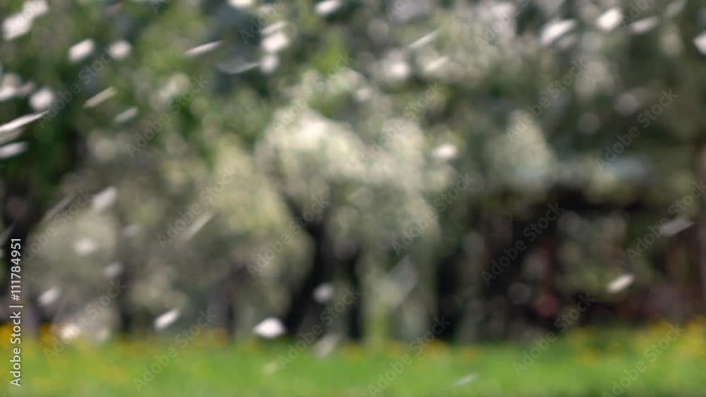 Blur garden background with falling apple petals on the wind in slow motion. Beautiful nature texture in sunny day. Full HD footage 1920x1080.
Blur garden background with falling apple petals on the wind in slow motion. Beautiful nature texture in sunny day. Full HD footage 1920x1080.