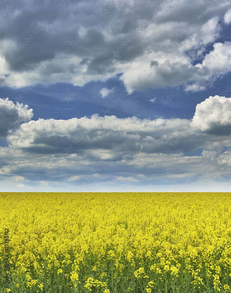 Field with rape Field with rape