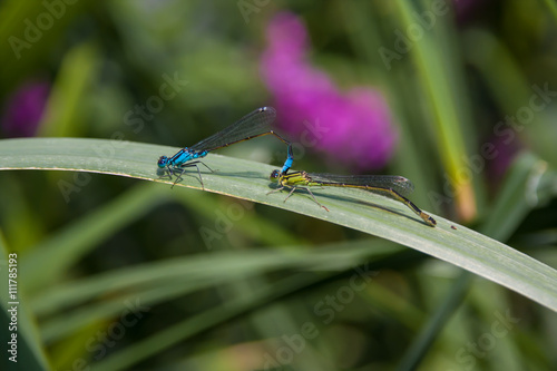 Two Dragonfly sex