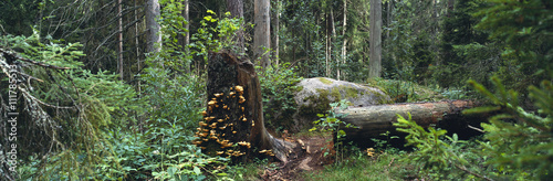 Trees in a primeval forest.