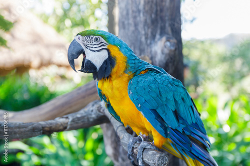 beautiful  macow standing on branch