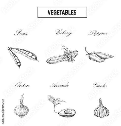 Vegetables set. Celery, avocado, peas, onions, garlic, pepper sketch. Vector illustration