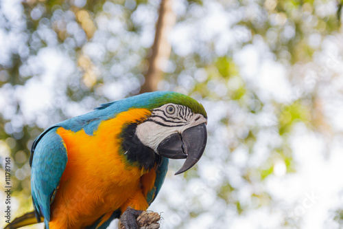 beautiful  macow standing on branch photo