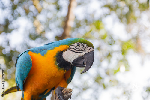 beautiful  macow standing on branch photo