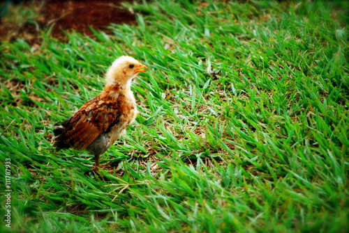 Wild Baby Chicken in Kauai