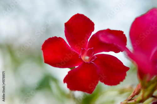 Red flower on green background blur