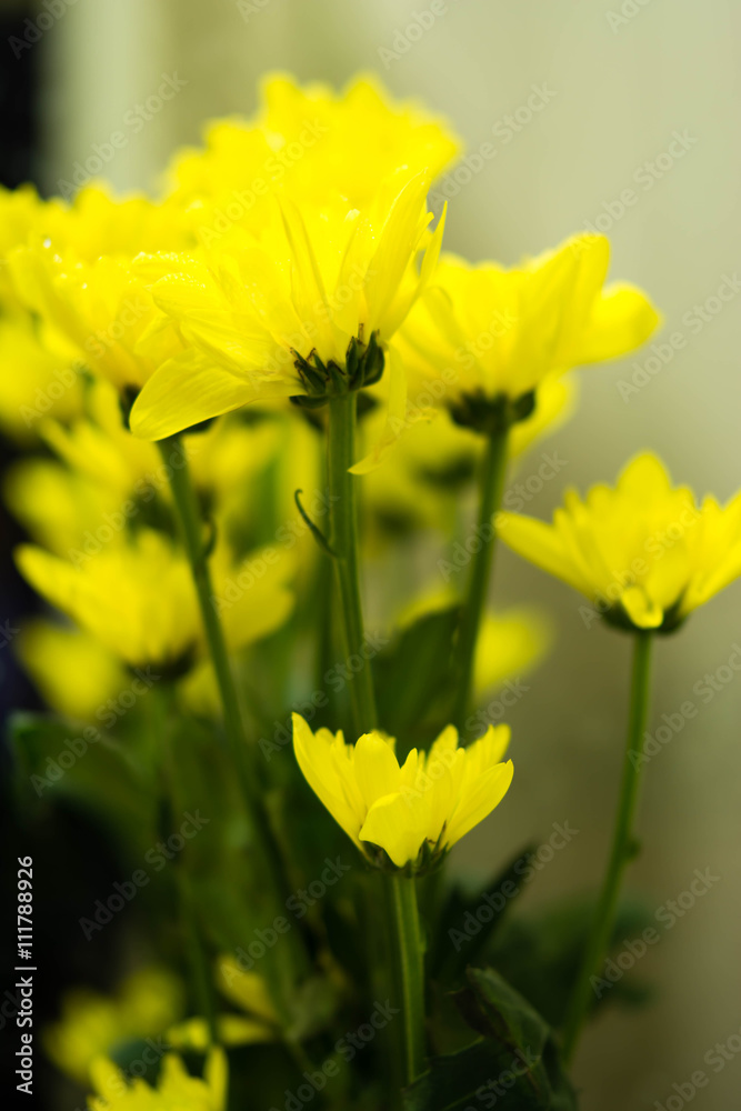 Obraz premium yellow daisy flower