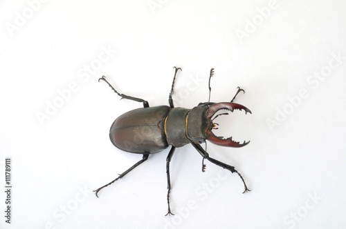 Stag beetle -