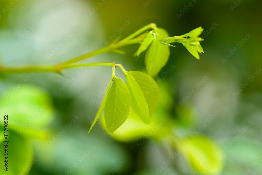 Young shoots of the tree with green background blur, saying the Young shoots of the tree with green background blur, saying the