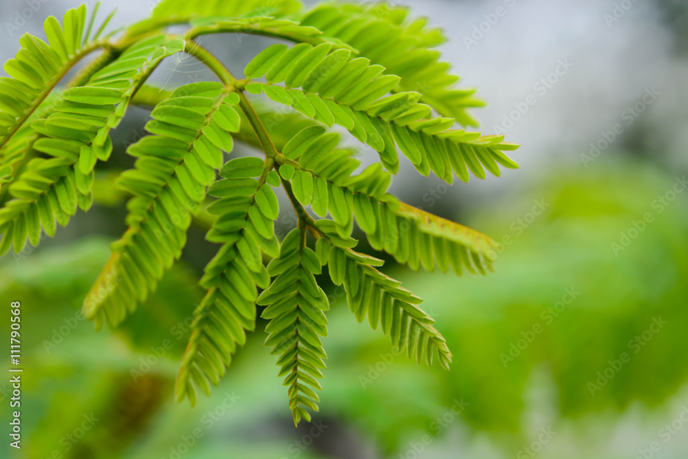 The young shoots of trees with green blur background The young shoots of trees with green blur background