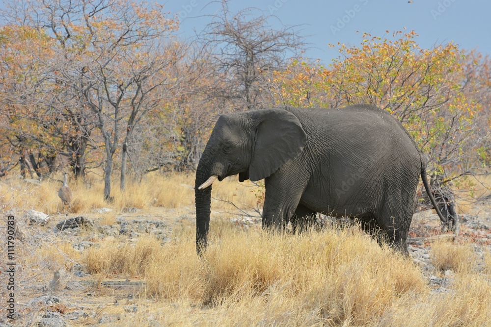 Obraz premium Elefant im Etosha Nationalpark