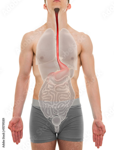 Esophagus Male - Internal Organs Anatomy - 3D illustration