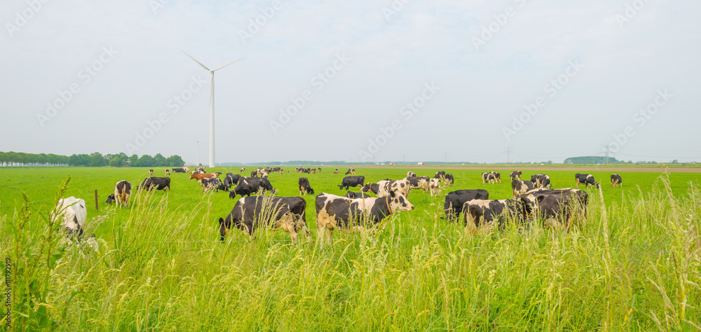 Naklejka premium Cows in a meadow in spring