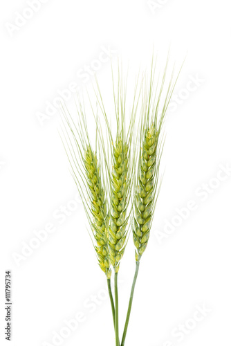Green wheat ears isolated