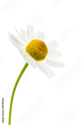 Medical daisy isolated