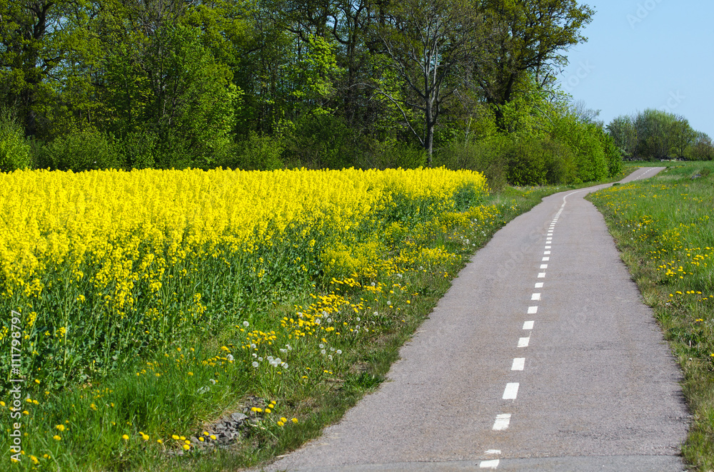 Obraz premium Cycleway by spring