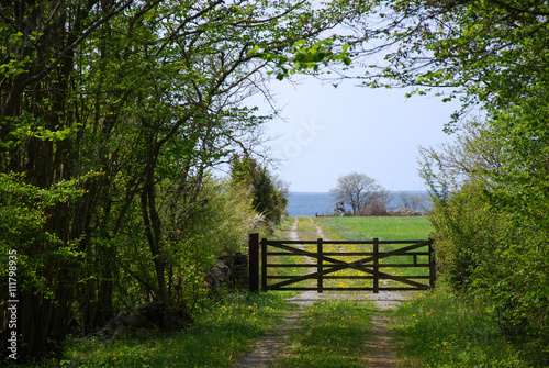 Old wooden gate in a spring green landscape
