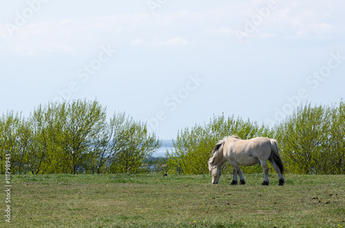 Fjord horse grazing at spring