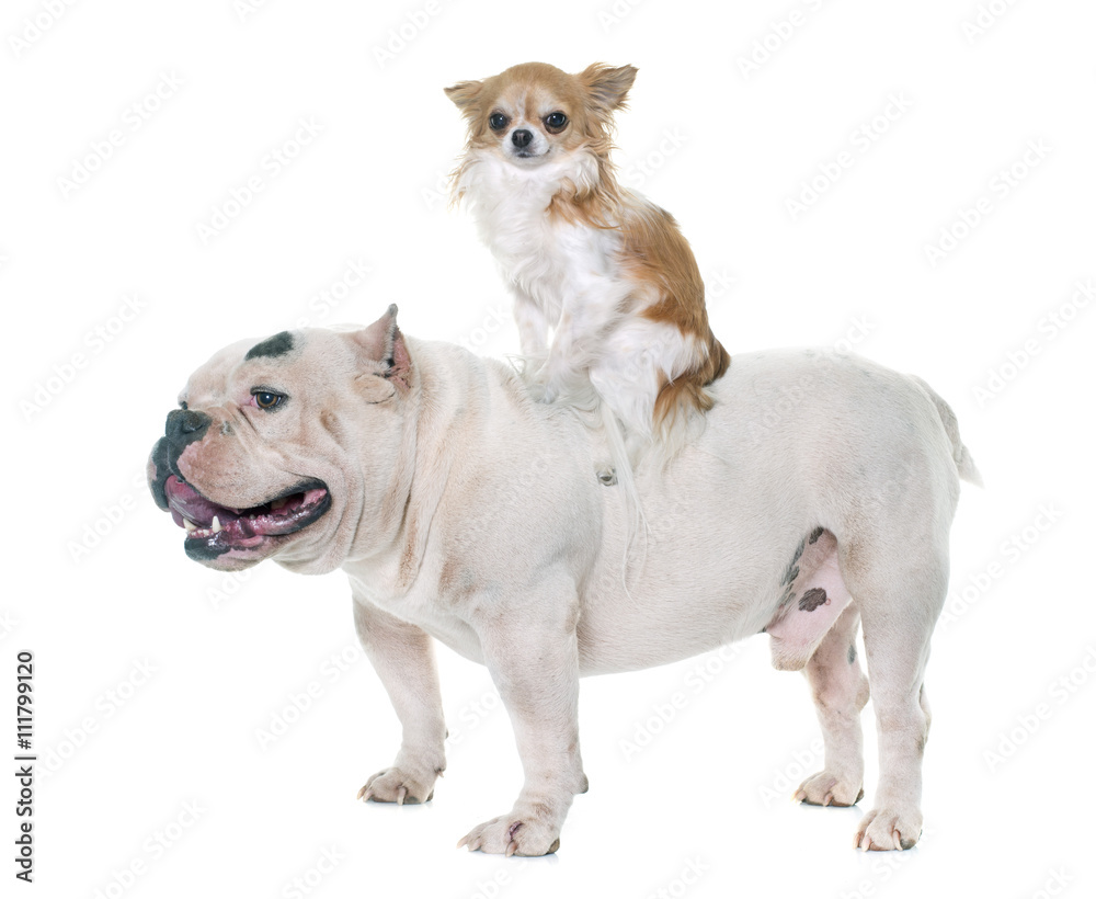 white american bully and chihuahua