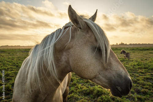 Fototapeta Naklejka Na Ścianę i Meble -  Horse Profile with Sunset