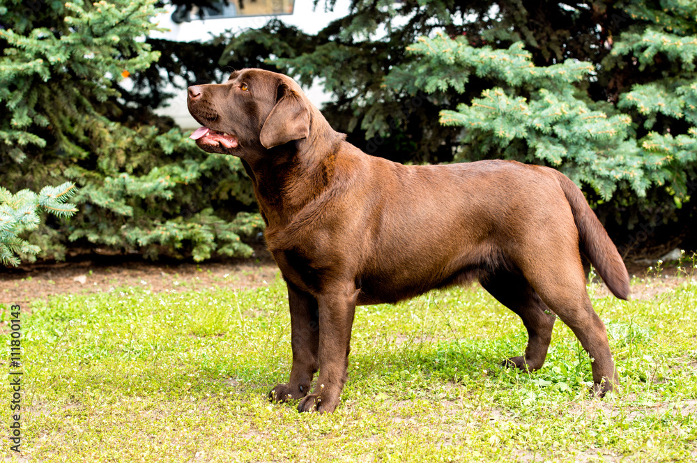 Labrador chocolate retriever outlet