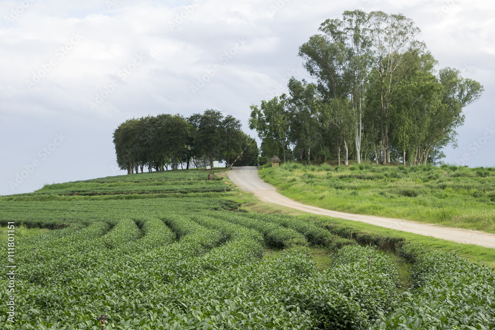 tea plantation and tea garden