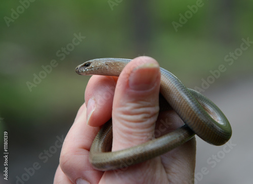 slow worm in human hand