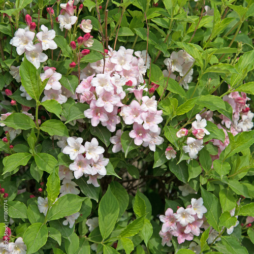 Weigelie, Weigela, Weigelia, Glockenstrauch photo