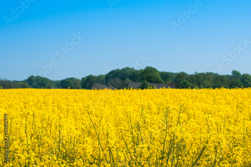 Rapeseed meadow with yellow flowers