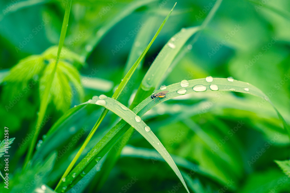 Grass with raindrops in a garden Grass with raindrops in a garden