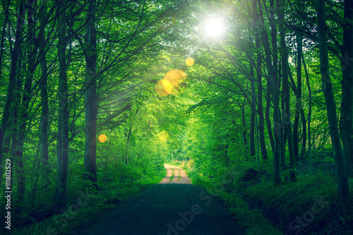 Fototapeta Naklejka Na Ścianę i Meble -  Forest sunlight with bokeh