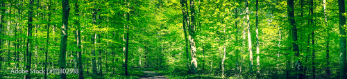 Green forest panorama in the spring photo