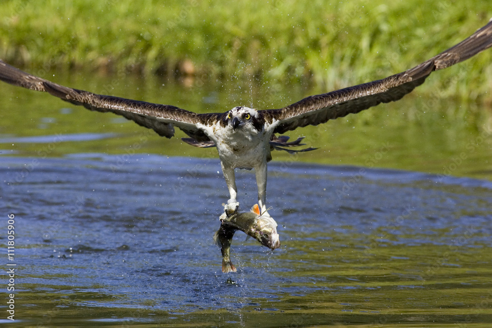 Fish hawk catching fish. foto de Stock Adobe Stock