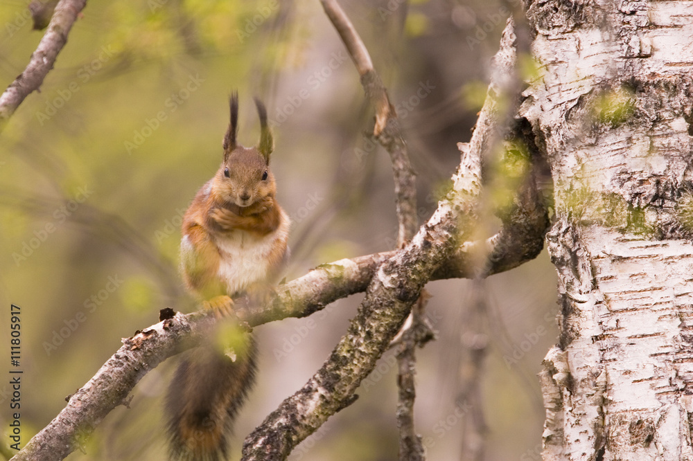 A squirrel in a tree.
