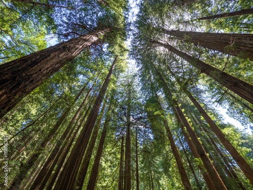 Photography Tall trees in Muir Woods forest