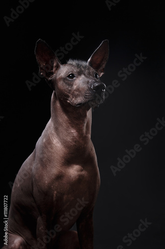 Xoloitzcuintle - hairless mexican dog breed © annaav