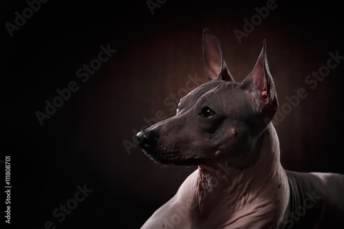 Xoloitzcuintle - hairless mexican dog breed