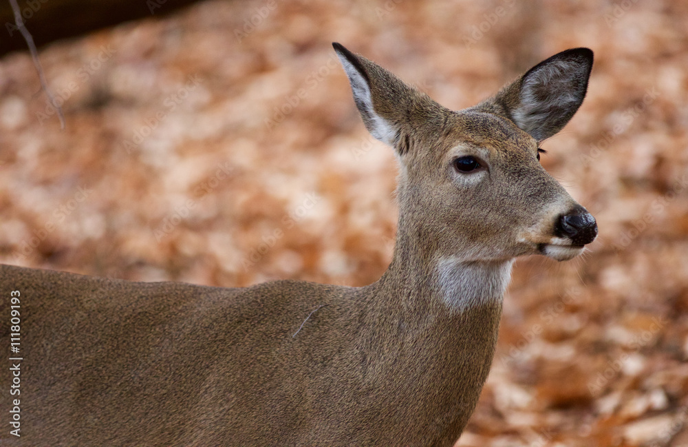 Beautiful portrait of the cute deer in the forest Beautiful portrait of the cute deer in the forest