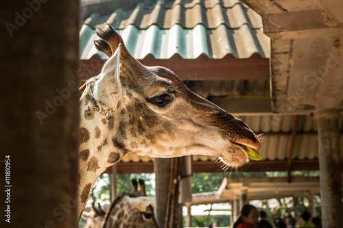  Huge giraffe walking in zoopark in Thailand Asia 