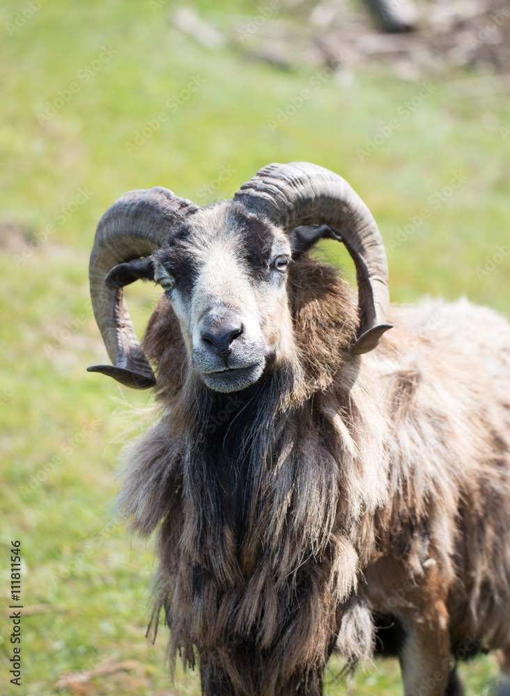 Obraz premium Schafbock